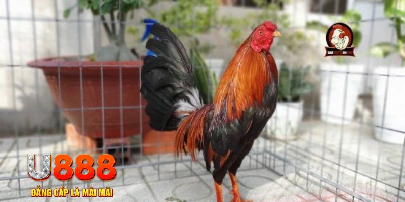 vietjack 10 casino máy tính